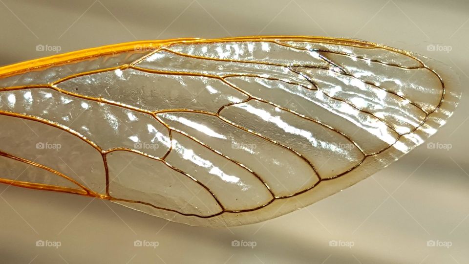 Cicada Wing