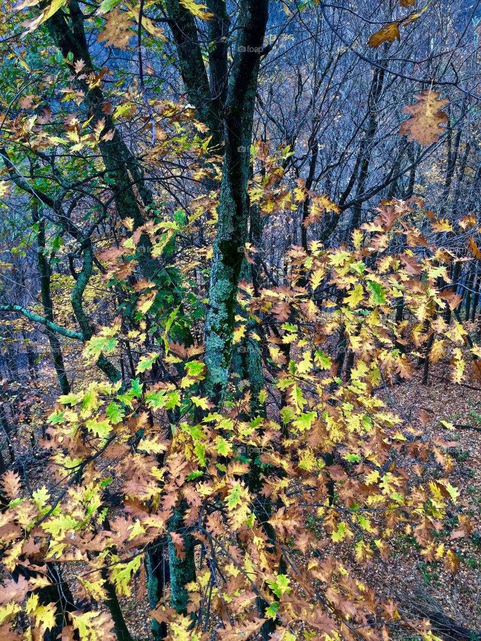 Leaf, Wood, Nature, Tree, Fall