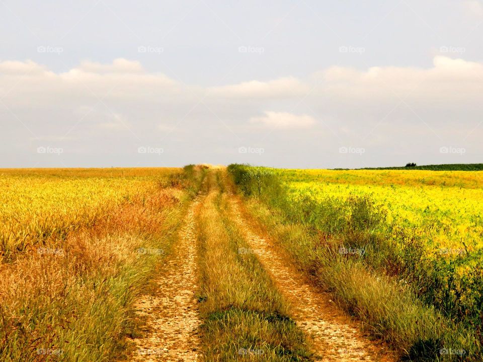 rural landscape