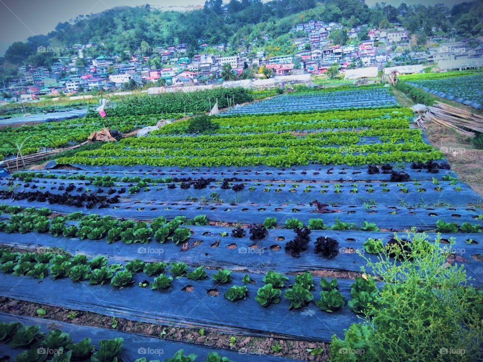 Lovely strawberry farm at Baguio City this Summer 2019
