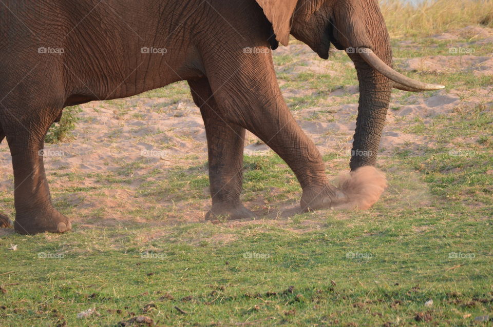 elephant kicking dirt