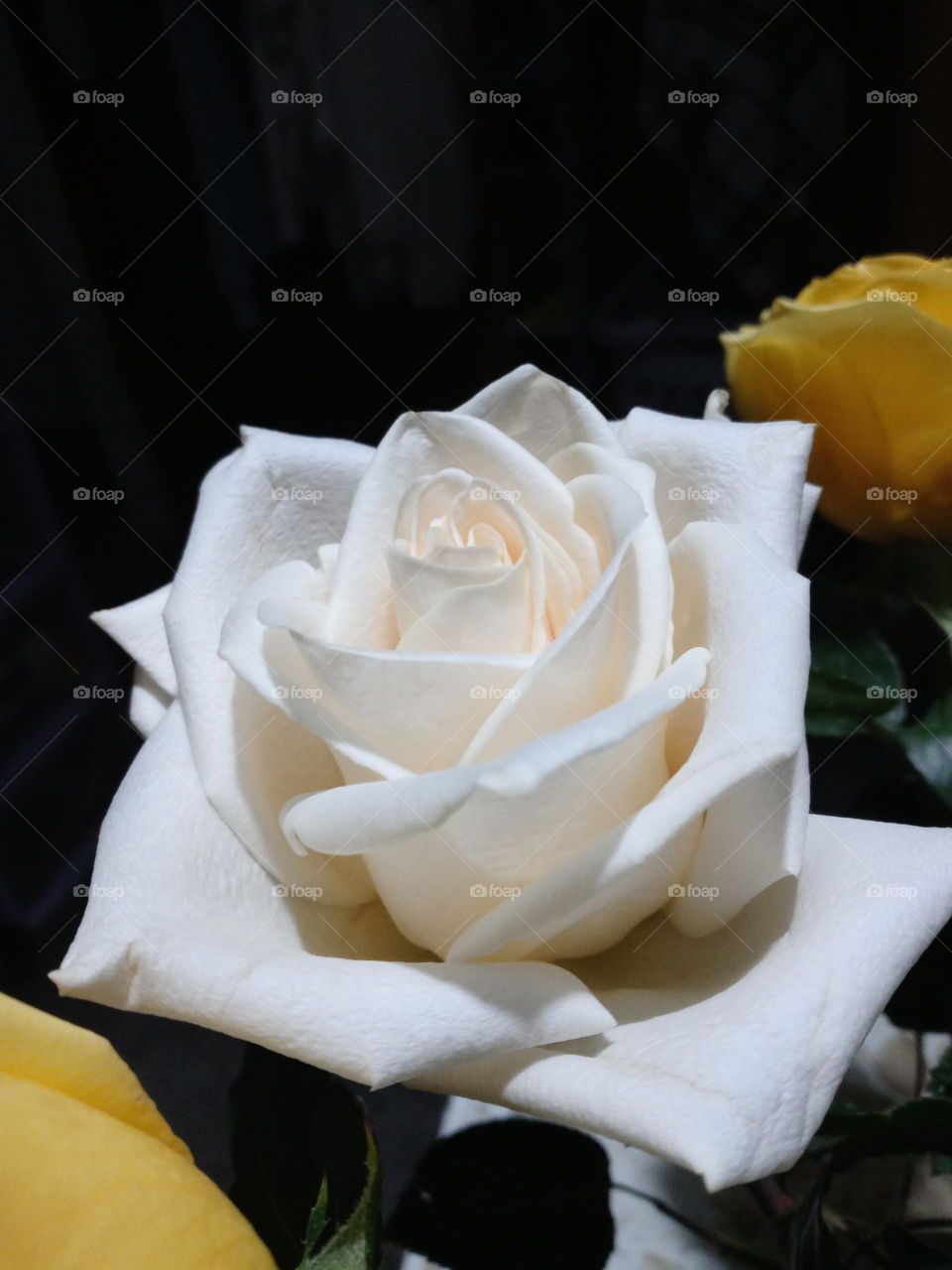 white rose