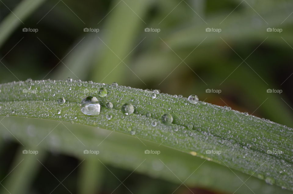 Water drops on a leaf