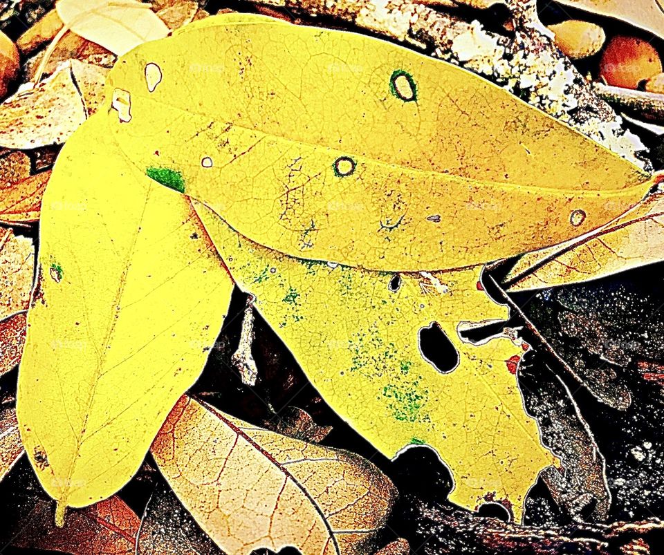 Live Oak fall foliage