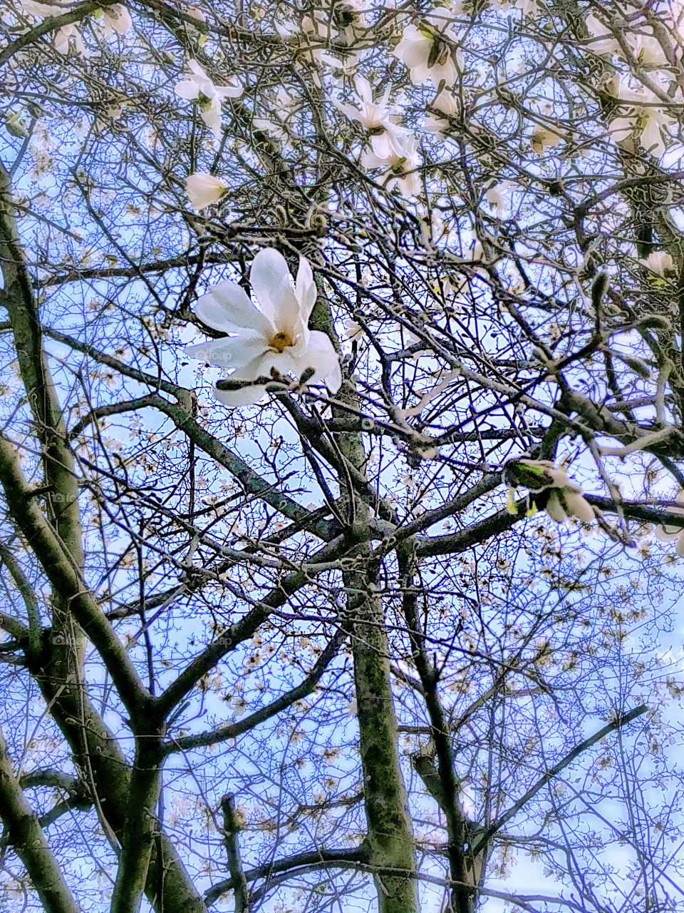 Magnolia Blossoms