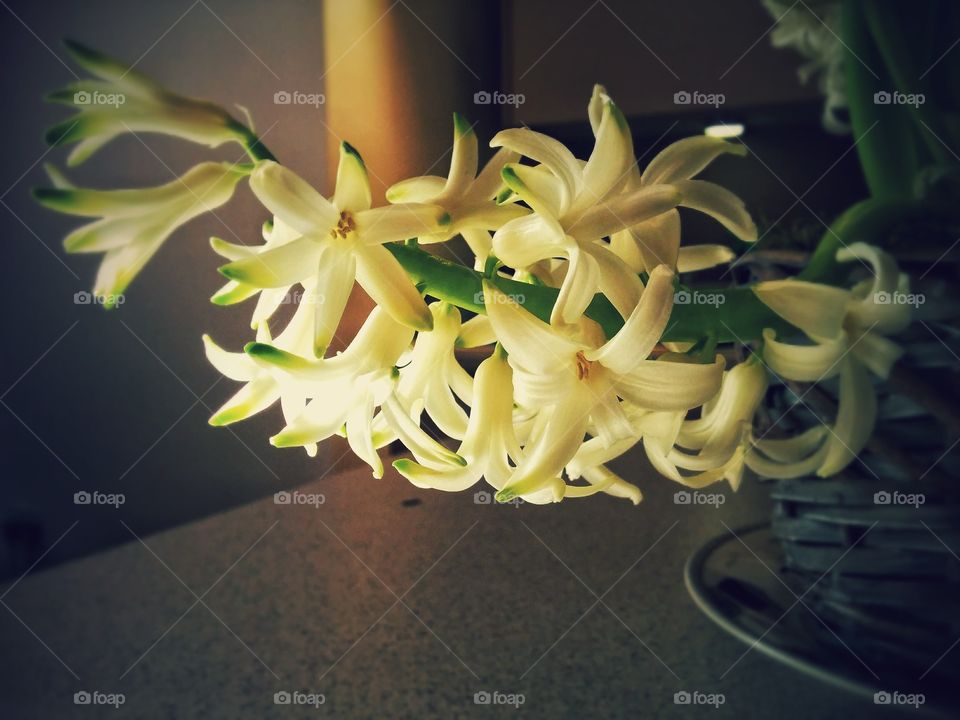 girlfriends flowers. was intrigued by the light play and growth this plant as it chased the light