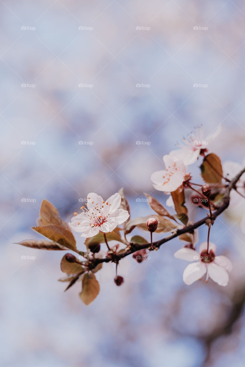 Beautiful detail of cherry tree blooming in spring. Cherry blossom, nature in spring.