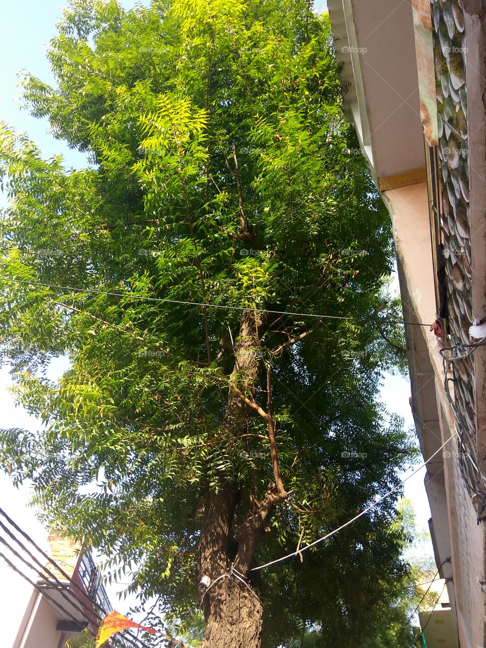 Neem tree