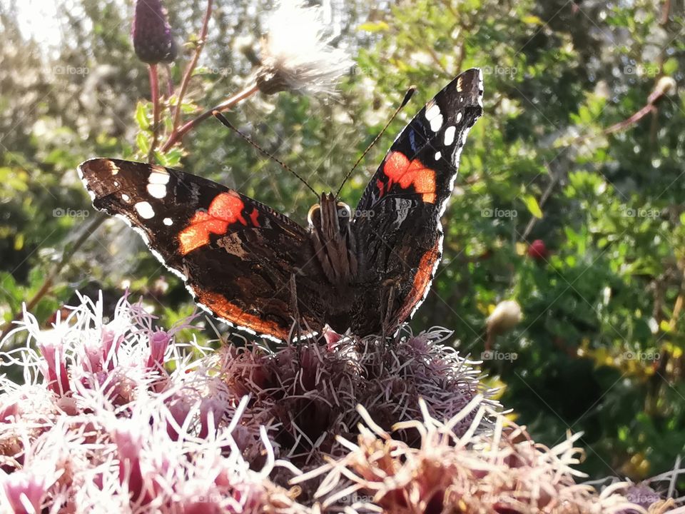 Admiral Schmetterling auf Blüte