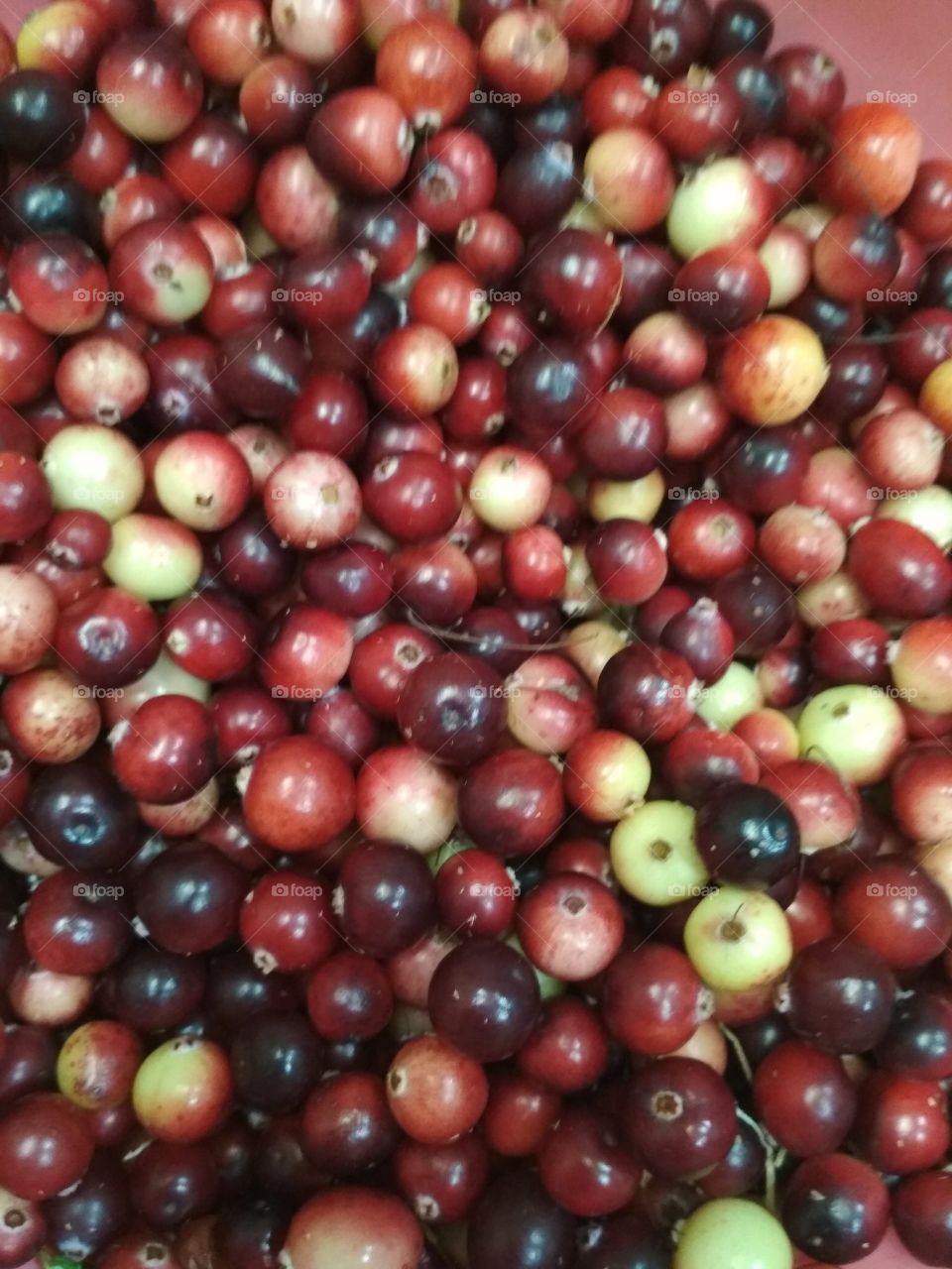 cranberries grow on a swamp, bright, ripe harvested in September