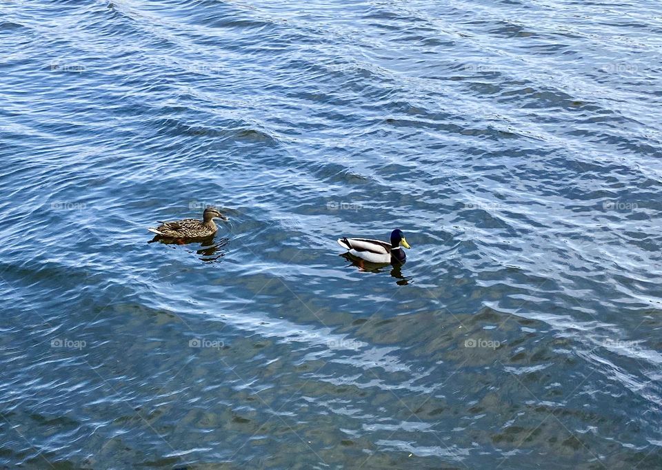 Утки медленно плывут, время от времени погружая головы под воду в поисках пищи.