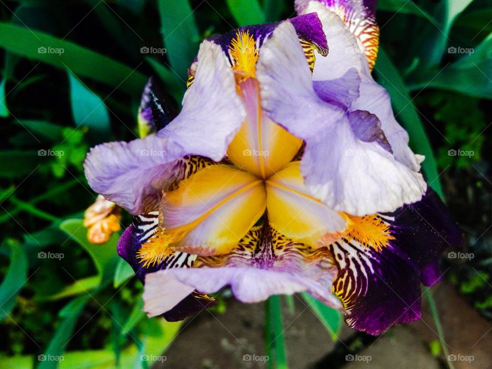 Iris