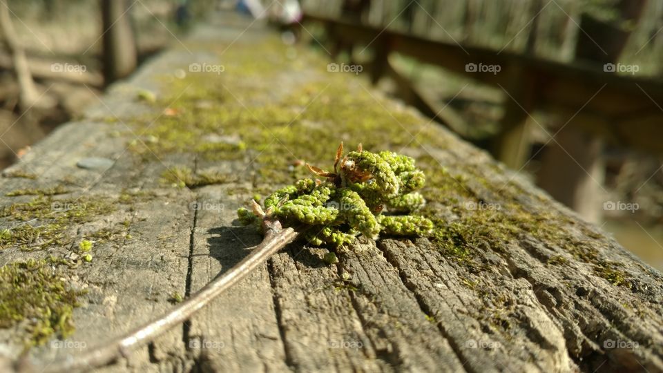 Nature, Wood, Moss, Outdoors, No Person