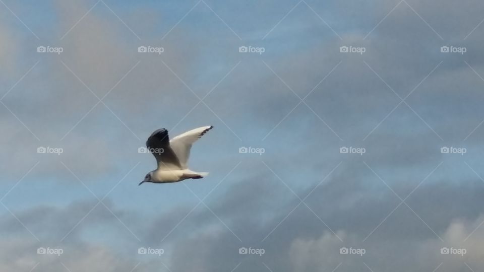 The bird flies in the sky