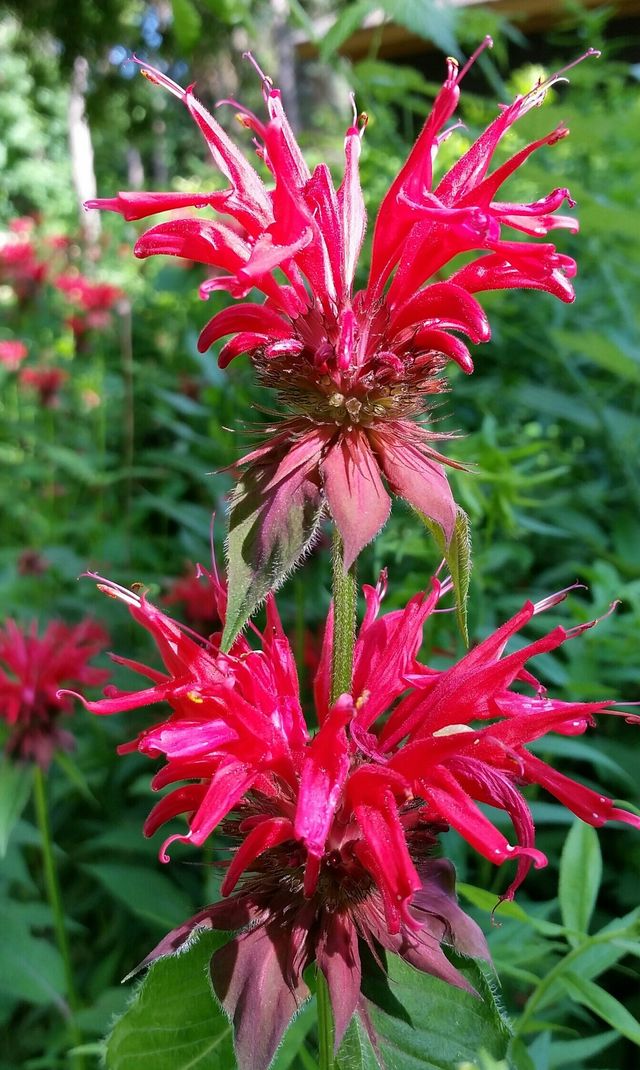Natural Beauty