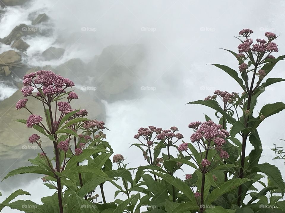 Niagara Falls florals 