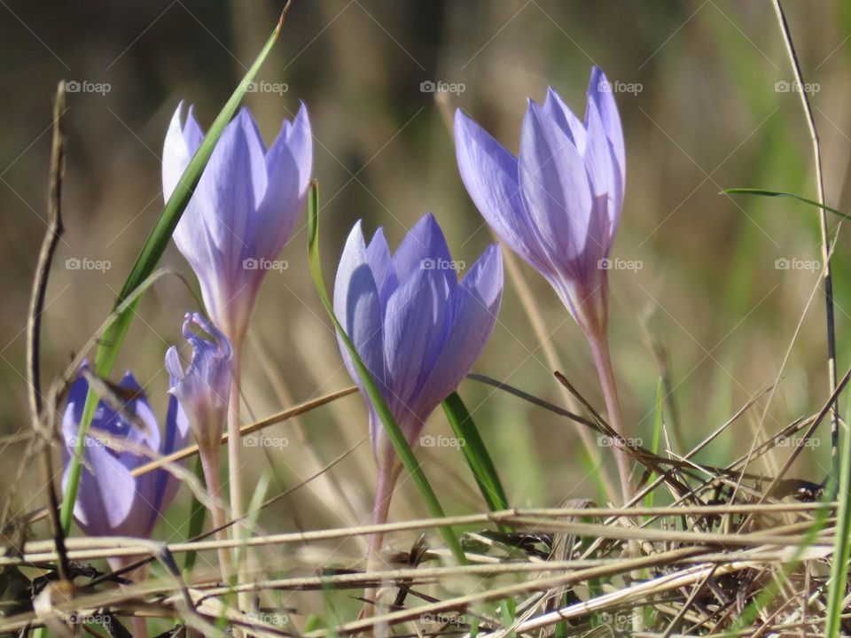 Autumn crocuses