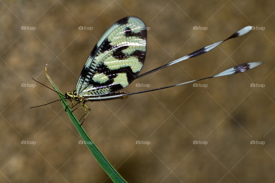 Butterfly on grass