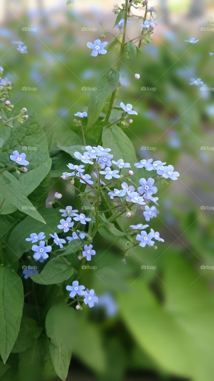 Forget-me-not