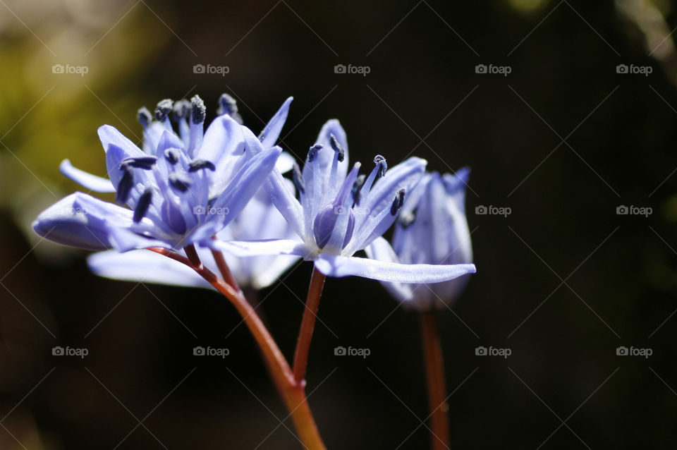 blue flowers