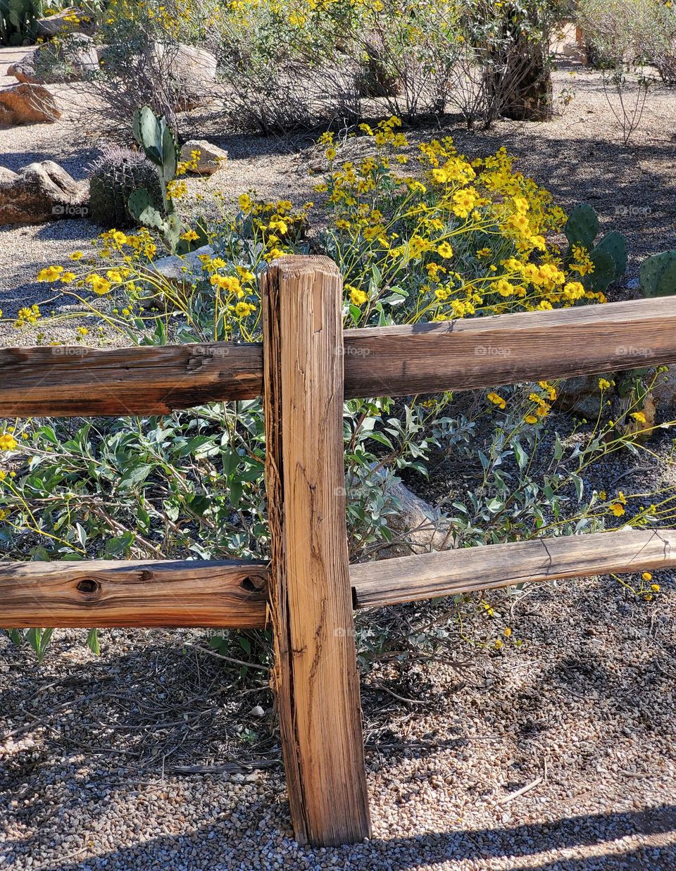Yellow Flowers Behind a Fence