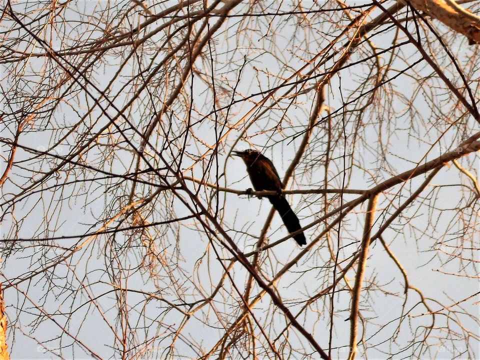 Black Bird in the Tree