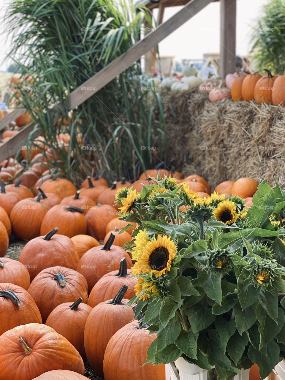 Pumpkin farm