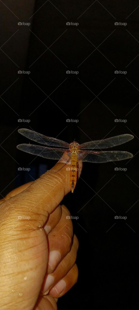 Dragonfly Insect
