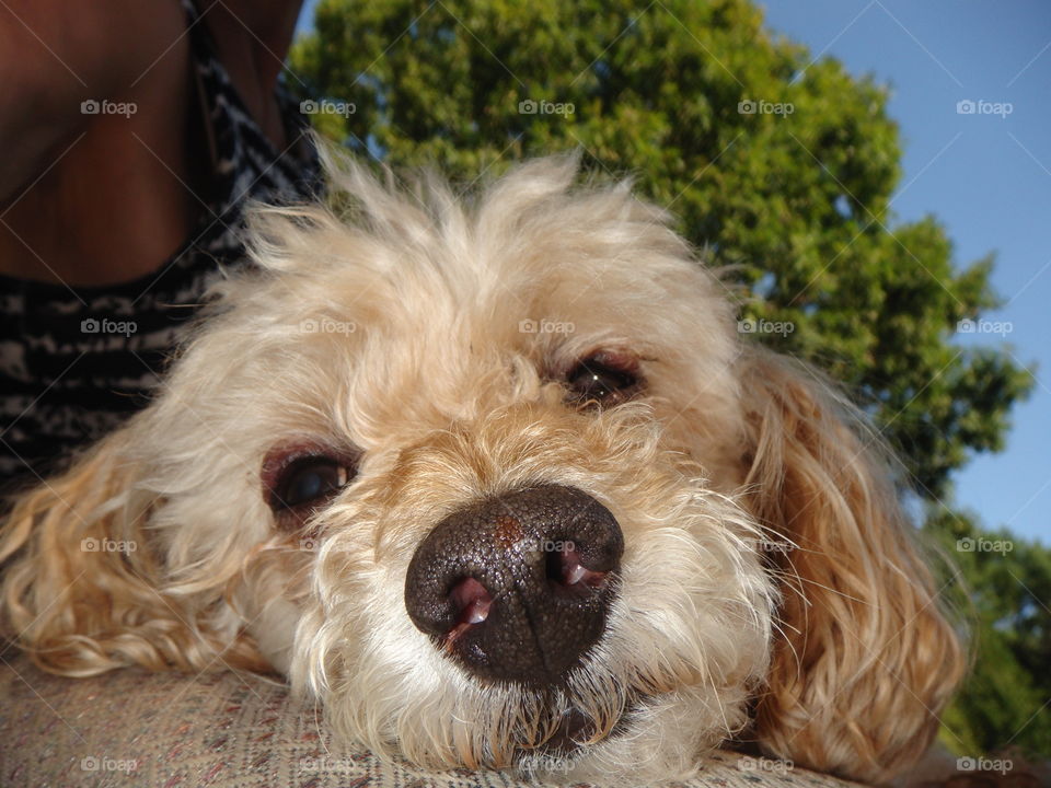 From my point of view I open my eyes and this is what I see! My dog Maxwell looking at me!🐾