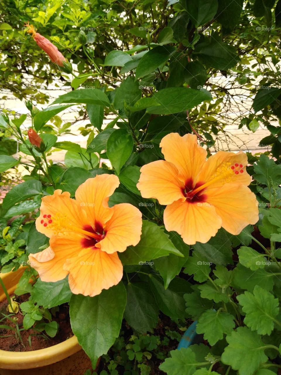 a beautiful twins orange hibiscus flowers in my garden
