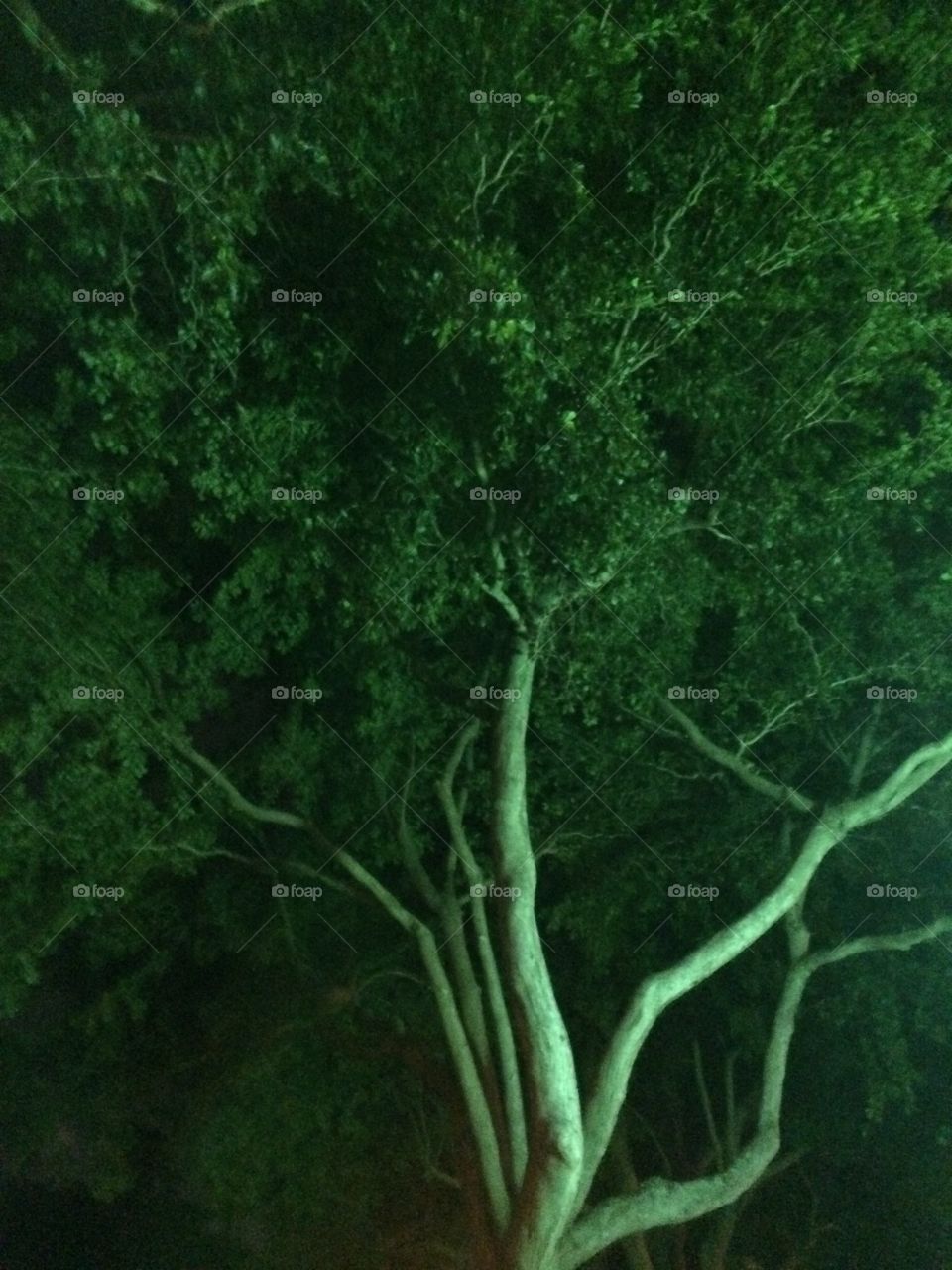 Green tree. Shot at night with back ligting