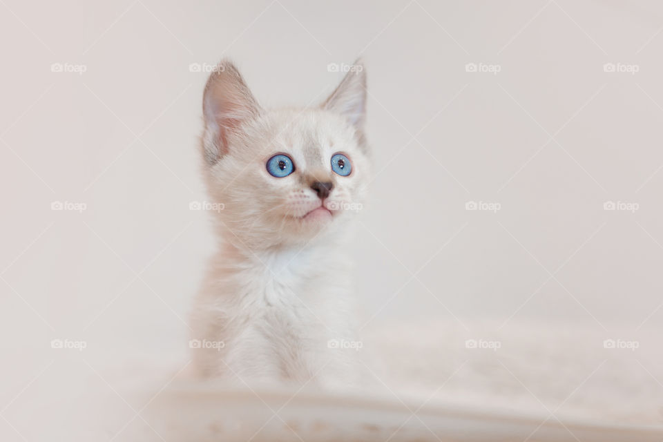 Little Tibet color-point kitten playing