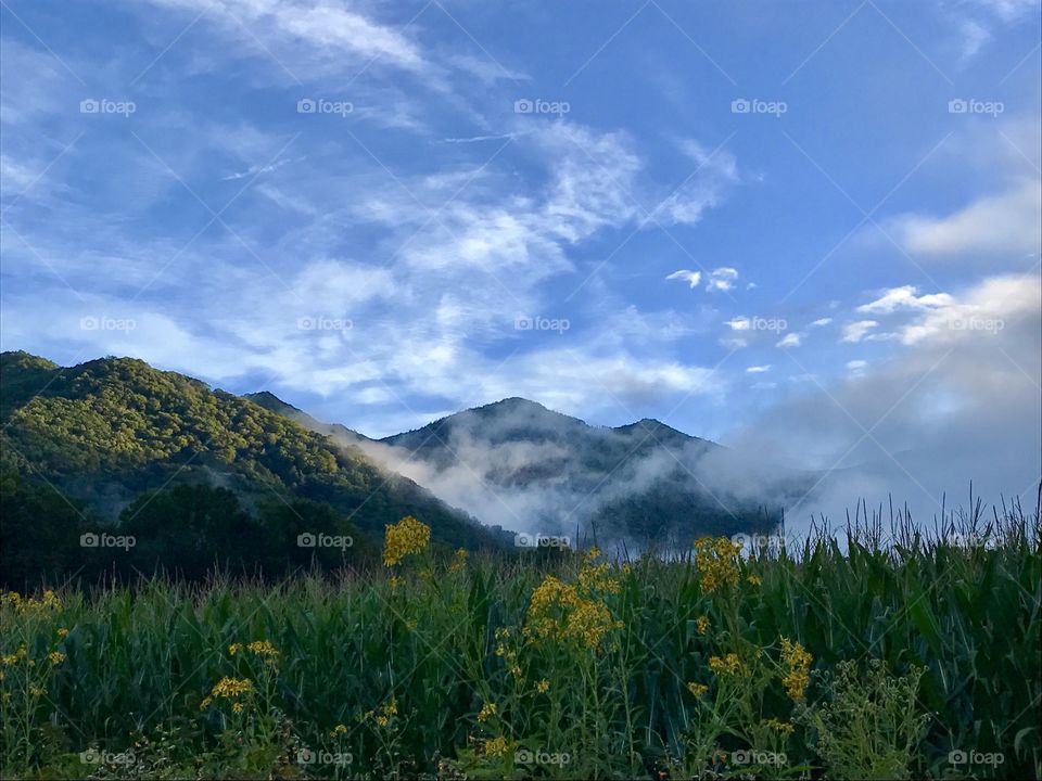 Mountains, flowers, fog and clouds 