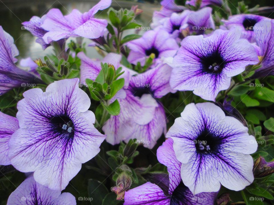 purple flowers summer nature close up beautiful texture background