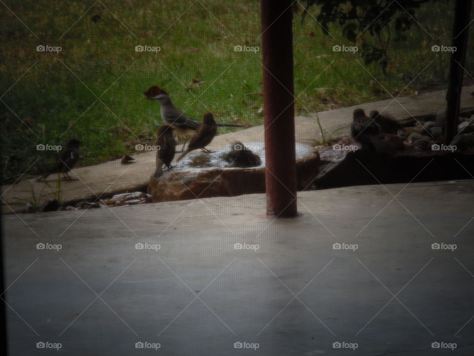 hop in boys. This is a picture of some birds hanging out in my mother's back yard. 👣 🚶 🏃 🔥 💨