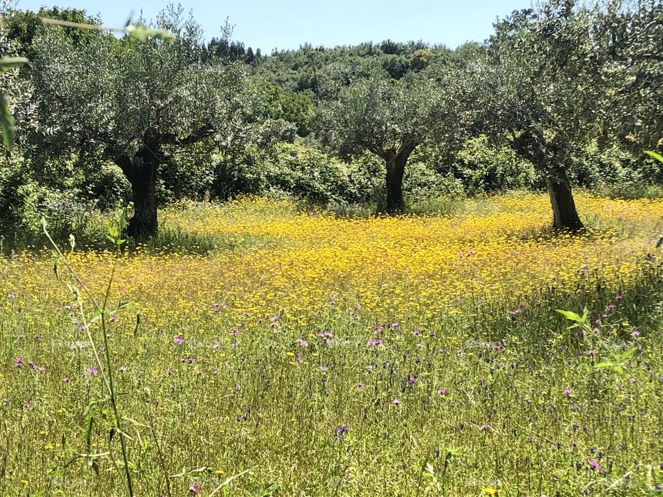 Olive trees stand in a field of yellow flowers on a sunny cloudless day - no edits, no filter, #truephotos, true nature