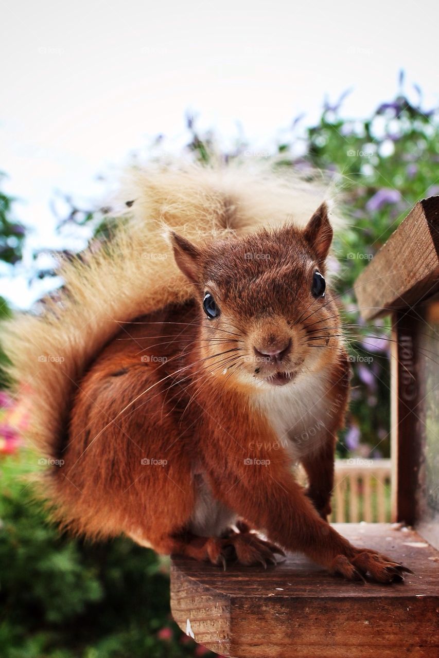 Close-up of squirrel