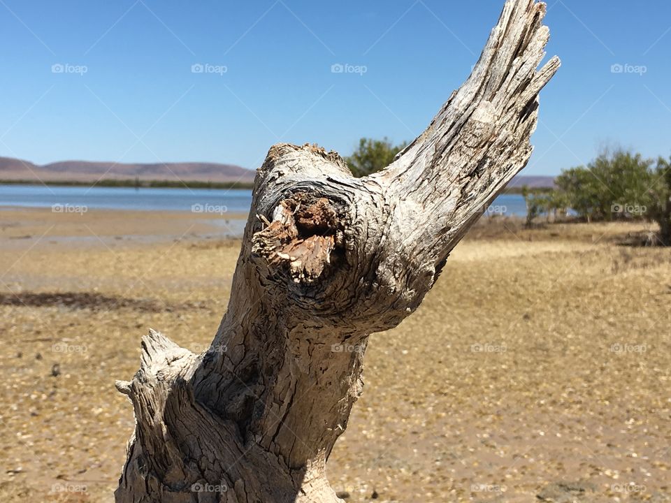 Mangrove driftwood on south Australian shore at low tide 