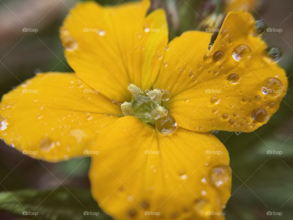 Wet yellow flower