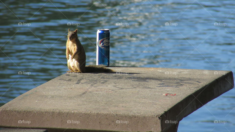 Budweiser squirrel