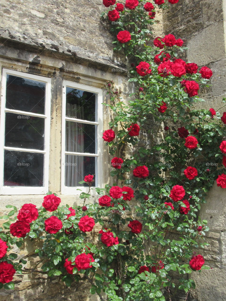 Red rambling rose climbing a wall of a house with lots of bright Rose's in flower