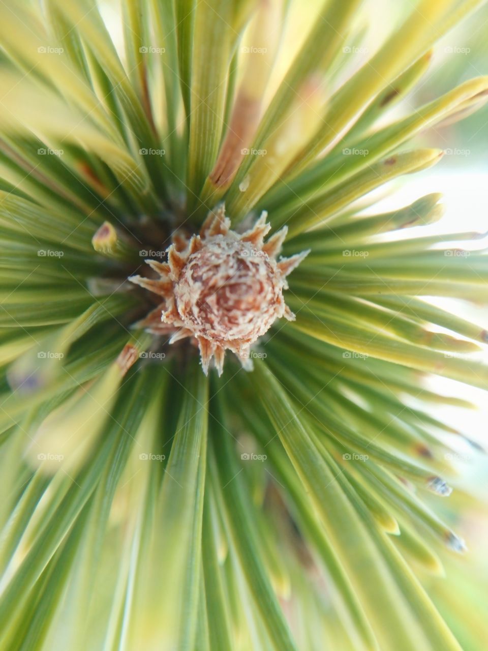 macro lens pine 2