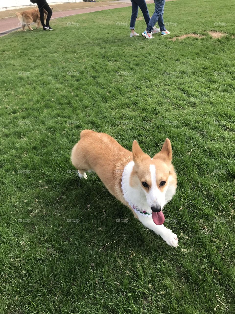 Corgi