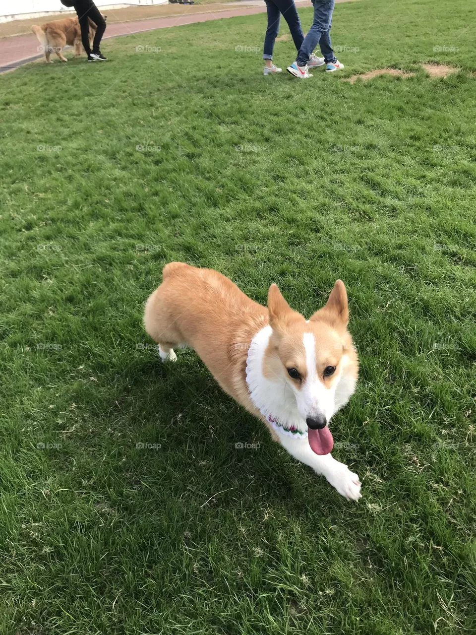 Corgi