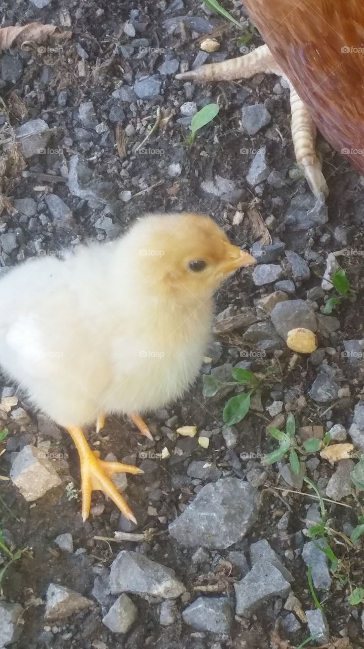 chick