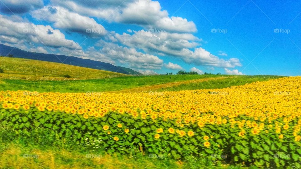 Sunflower field