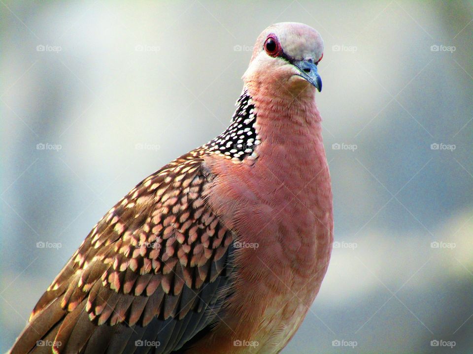 The spotted dove or (spilopelia chinensis) or mountain dove or pearl-necked dove or lace-necked dove or spotted turtle-dove.