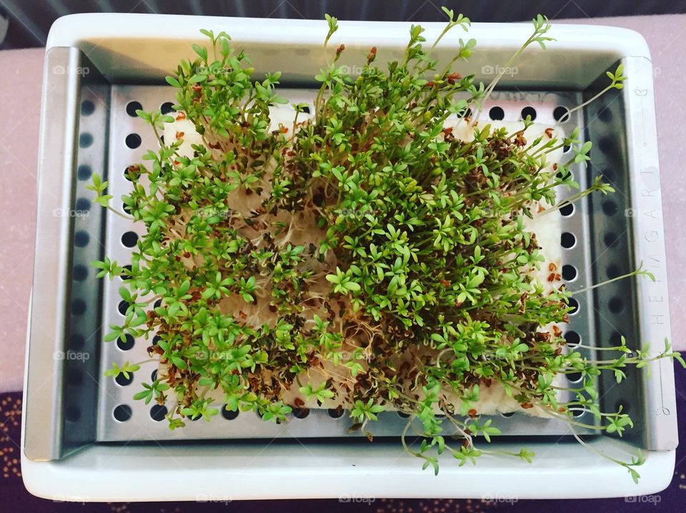 Homegrown green cress after sprouting.