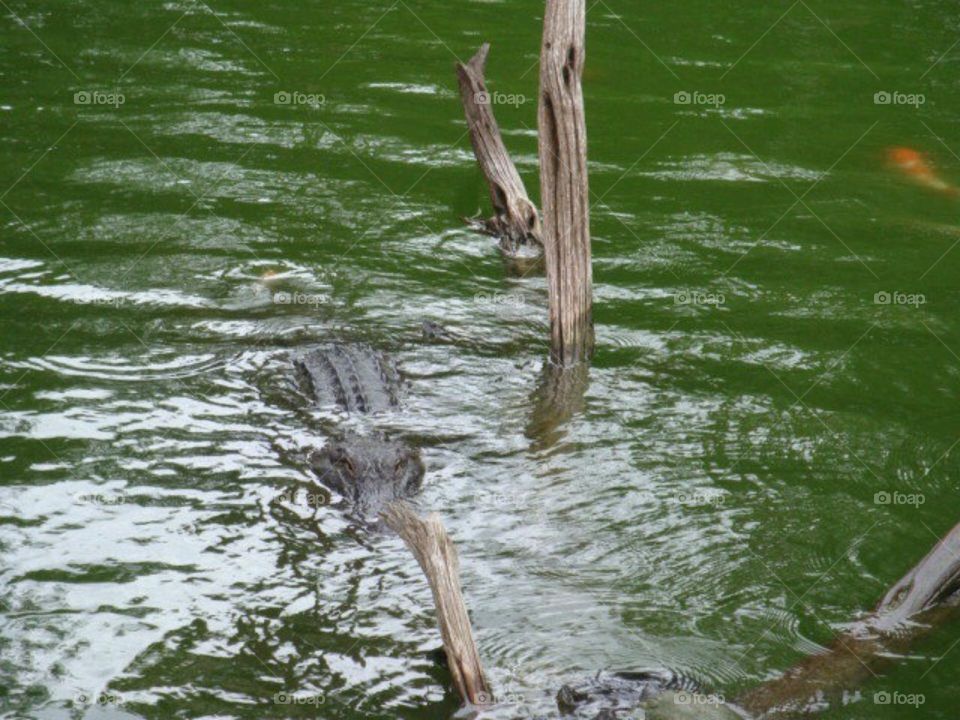 Pond with crocodile 