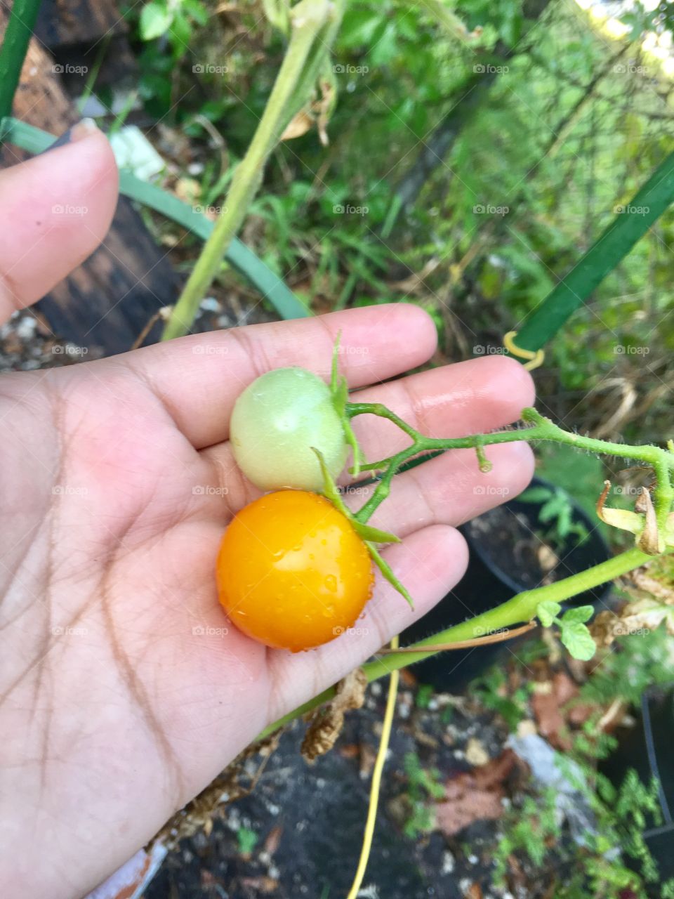 Baby tomato 
